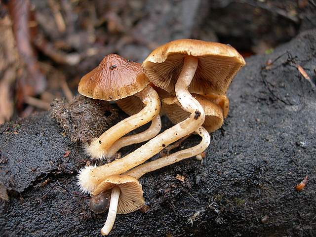 Psathyrella laevissima     (Romagn.)     Singer